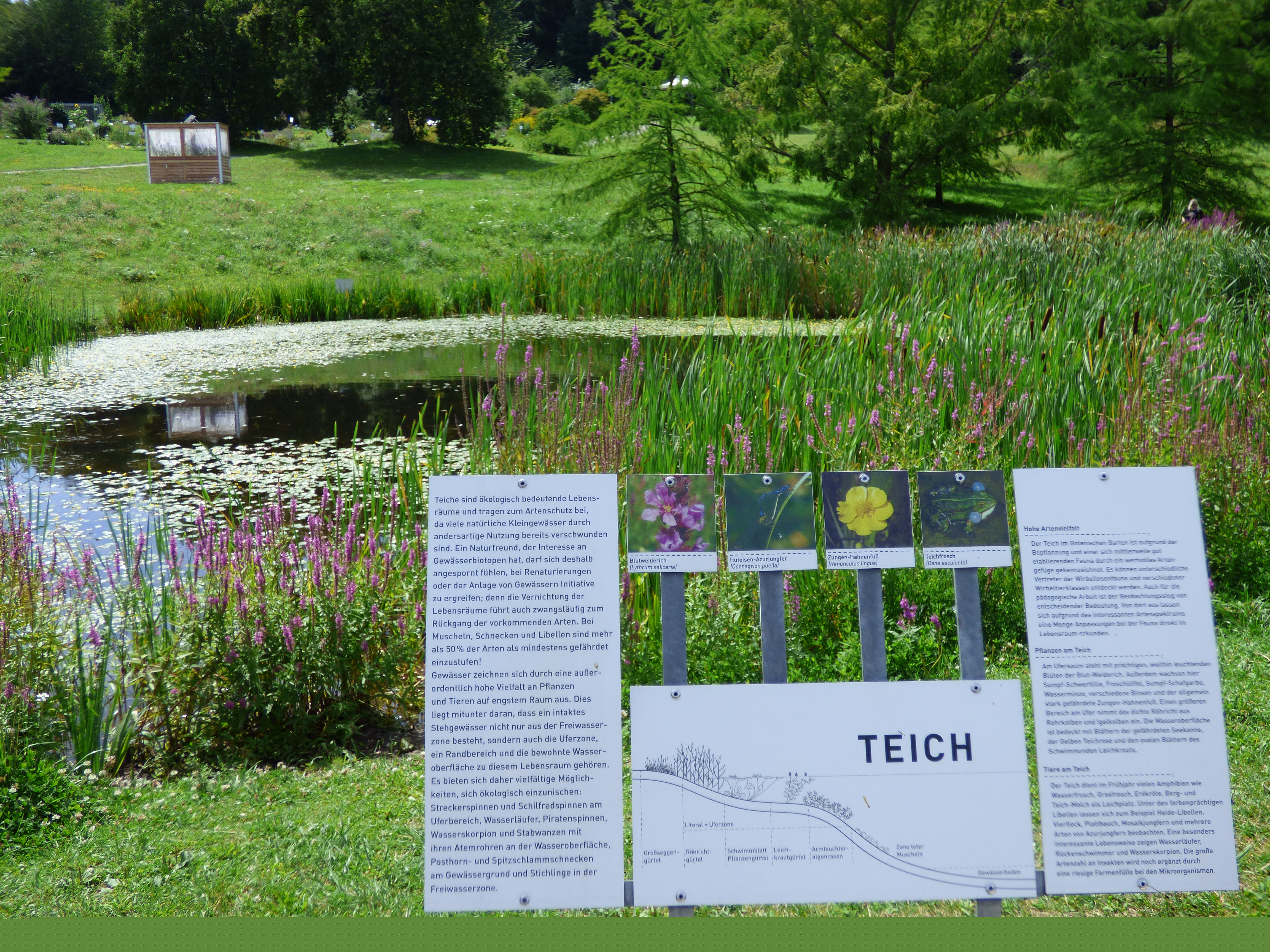 Der Botanische Garten Der Universitat Ulm Baste S Schwabenblog