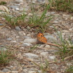 Schmetterling